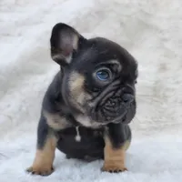 Bison AKC, a male French Bulldog for sale in San Jose, CA – Photo 4 of 9