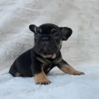 Bison AKC, a male French Bulldog for sale in San Jose, CA – Photo 6 of 9