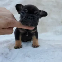Bison AKC, a male French Bulldog for sale in San Jose, CA – Photo 9 of 9