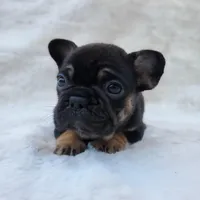 Bison AKC, a male French Bulldog for sale in San Jose, CA – Photo 2 of 9