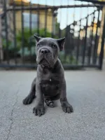 Bane, a male Cane Corso for sale in San Jose, CA – 5 of 10