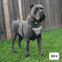 Bane, a male Cane Corso for sale in San Jose, CA – 9 of 10