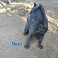 Reyna, a female Cane Corso for sale in San Jose, CA – Photo 10 of 10