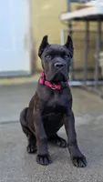 Reyna, a female Cane Corso for sale in San Jose, CA – Photo 1 of 10
