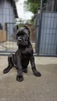 Reyna, a female Cane Corso for sale in San Jose, CA – Photo 5 of 10