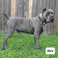 Reyna, a female Cane Corso for sale in San Jose, CA – Photo 9 of 10