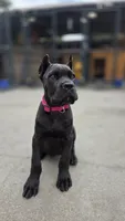 Reyna, a female Cane Corso for sale in San Jose, CA – Photo 2 of 10