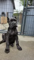 Reyna, a female Cane Corso for sale in San Jose, CA – Photo 8 of 10