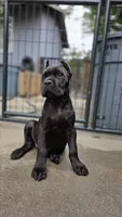 Reyna, a female Cane Corso for sale in San Jose, CA – Photo 7 of 10