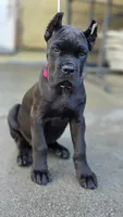 Reyna, a female Cane Corso for sale in San Jose, CA – Photo 4 of 10