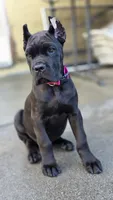Reyna, a female Cane Corso for sale in San Jose, CA – Photo 3 of 10