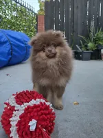 Poppi AKC , a male Pomeranian for sale in San Jose, CA – 6 of 10