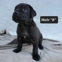 Male B, a male Cane Corso for sale in San Jose, CA – Photo 3 of 8