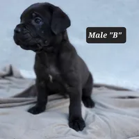 Male B, a male Cane Corso for sale in San Jose, CA – Photo 1 of 8