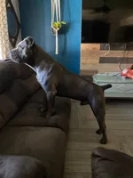 Male B, a male Cane Corso for sale in San Jose, CA – Photo 6 of 8