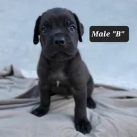 Male B, a male Cane Corso for sale in San Jose, CA – Photo 2 of 8