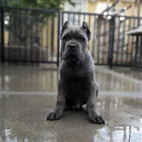 Mustang - Red Collar, a male Cane Corso for sale in San Jose, CA – Photo 3 of 10