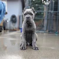 Mustang - Red Collar, a male Cane Corso for sale in San Jose, CA – Photo 1 of 10