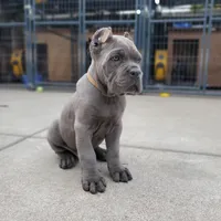 Mustang - Red Collar, a male Cane Corso for sale in San Jose, CA – Photo 5 of 10