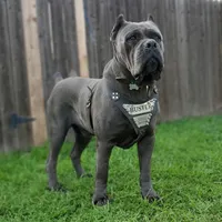 Mustang - Red Collar, a male Cane Corso for sale in San Jose, CA – Photo 9 of 10