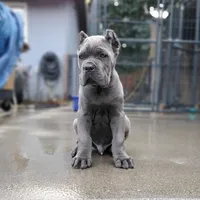 Mustang - Red Collar, a male Cane Corso for sale in San Jose, CA – Photo 2 of 10