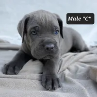 Male C, a male Cane Corso for sale in San Jose, CA – Photo 4 of 8