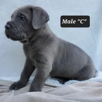 Male C, a male Cane Corso for sale in San Jose, CA – Photo 1 of 8