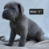 Male C, a male Cane Corso for sale in San Jose, CA – Photo 3 of 8