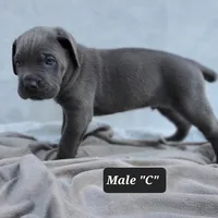Male C, a male Cane Corso for sale in San Jose, CA – Photo 2 of 8