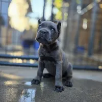 FEMALE B, a female Cane Corso for sale in San Jose, CA – Photo 6 of 10