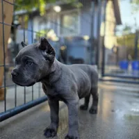 FEMALE B, a female Cane Corso for sale in San Jose, CA – Photo 5 of 10