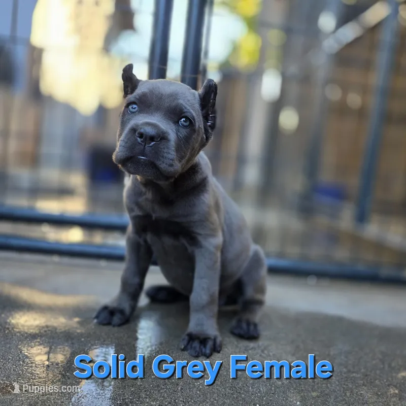FEMALE B, a female Cane Corso for sale in San Jose, CA – Photo 1 of 10