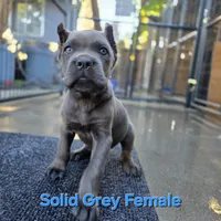 FEMALE B, a female Cane Corso for sale in San Jose, CA – Photo 3 of 10