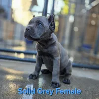 FEMALE B, a female Cane Corso for sale in San Jose, CA – Photo 4 of 10