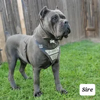 FEMALE B, a female Cane Corso for sale in San Jose, CA – Photo 9 of 10