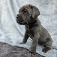 FEMALE B, a female Cane Corso for sale in San Jose, CA – Photo 8 of 10