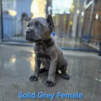 FEMALE B, a female Cane Corso for sale in San Jose, CA – Photo 2 of 10