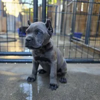 FEMALE B, a female Cane Corso for sale in San Jose, CA – Photo 7 of 10