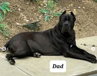 Orange Collar, a male Cane Corso for sale in San Jose, CA – Photo 9 of 10