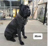 Orange Collar, a male Cane Corso for sale in San Jose, CA – Photo 10 of 10