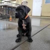 Orange Collar, a male Cane Corso for sale in San Jose, CA – Photo 2 of 10