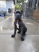 Orange Collar, a male Cane Corso for sale in San Jose, CA – Photo 1 of 10