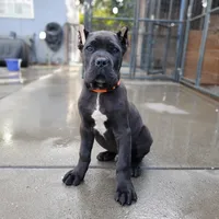 Orange Collar, a male Cane Corso for sale in San Jose, CA – Photo 5 of 10