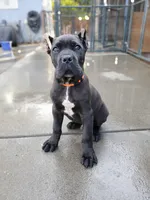 Orange Collar, a male Cane Corso for sale in San Jose, CA – Photo 7 of 10