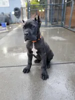 Orange Collar, a male Cane Corso for sale in San Jose, CA – Photo 3 of 10