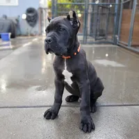 Orange Collar, a male Cane Corso for sale in San Jose, CA – Photo 6 of 10