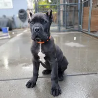 Orange Collar, a male Cane Corso for sale in San Jose, CA – Photo 4 of 10