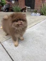 Poppi AKC , a male Pomeranian for sale in San Jose, CA – 8 of 10
