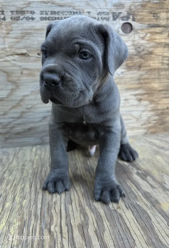 Bane – Cane Corso puppy for sale in San Jose, CA