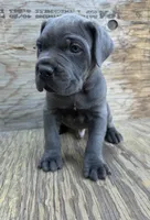 Bane, a male Cane Corso for sale in San Jose, CA – 2 of 8